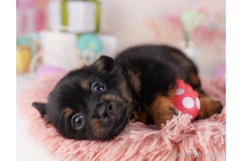 販売中の東京都のミックス犬-396369の2枚目