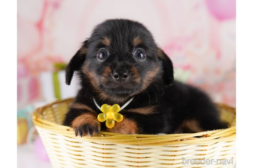 販売中の東京都のミックス犬-396369の3枚目