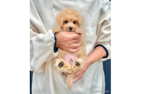 販売中の千葉県のマルプー:マルチーズ×トイプードル-389840の27枚目