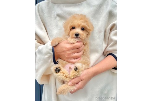 販売中の千葉県のマルプー:マルチーズ×トイプードル-389840の29枚目