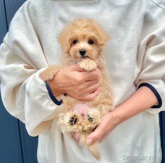 販売中の千葉県のマルプー:マルチーズ×トイプードル-389840の24枚目