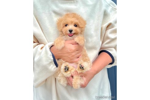 販売中の千葉県のマルプー:マルチーズ×トイプードル-389840の21枚目