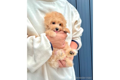 販売中の千葉県のマルプー:マルチーズ×トイプードル-389840の20枚目