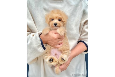 販売中の千葉県のマルプー:マルチーズ×トイプードル-389840の19枚目