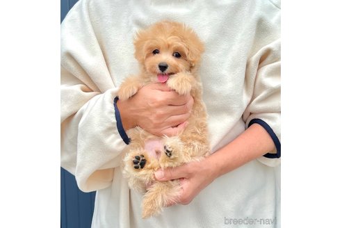 販売中の千葉県のマルプー:マルチーズ×トイプードル-389840の17枚目