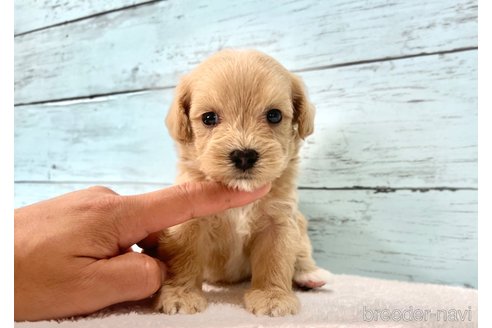 販売中の千葉県のマルプー:マルチーズ×トイプードル-395394の2枚目