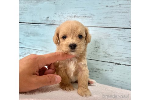 販売中の千葉県のマルプー:マルチーズ×トイプードル-395394の4枚目