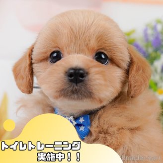 販売中の静岡県のミックス犬-395488の1枚目