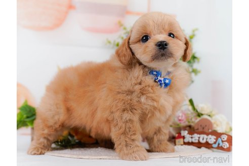 販売中の静岡県のミックス犬-395488の10枚目