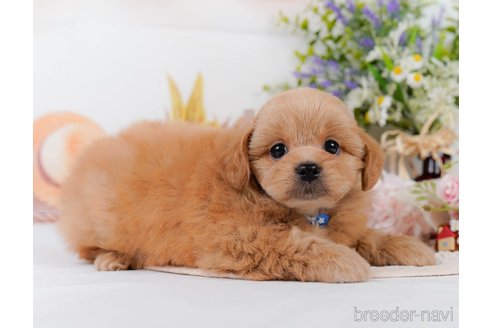 販売中の静岡県のミックス犬-395488の11枚目