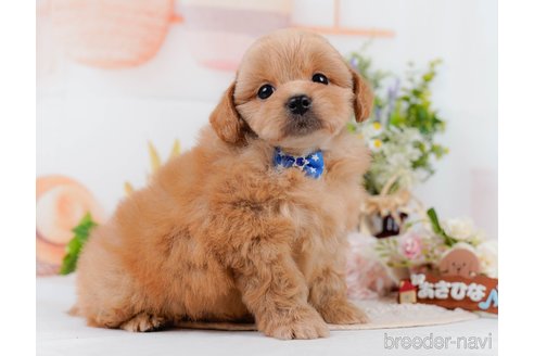 販売中の静岡県のミックス犬-395488の12枚目