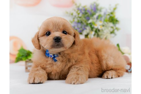 販売中の静岡県のミックス犬-395488の9枚目