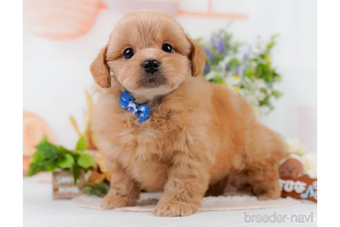 販売中の静岡県のミックス犬-395488の6枚目