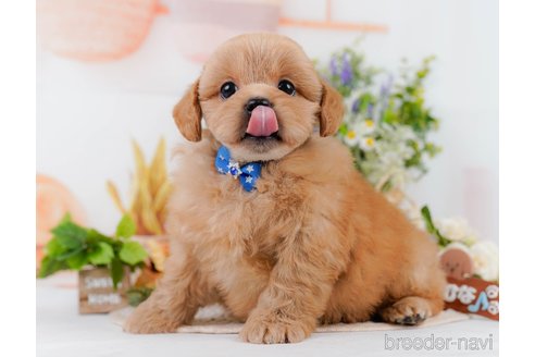 販売中の静岡県のミックス犬-395488の8枚目