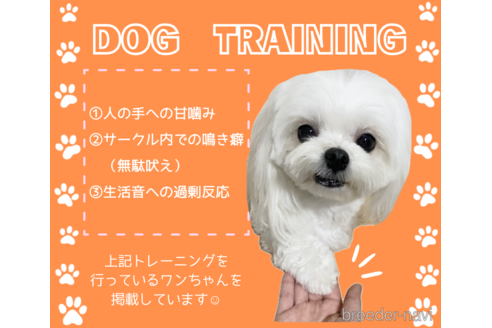 販売中の静岡県のミックス犬-395488の2枚目