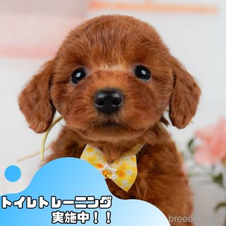 販売中の静岡県のミックス犬-395512