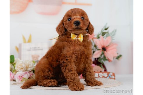販売中の静岡県のミックス犬-395512の9枚目