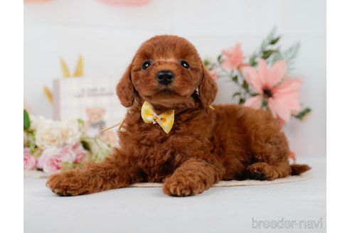 販売中の静岡県のミックス犬-395512の11枚目