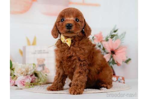 販売中の静岡県のミックス犬-395512の7枚目