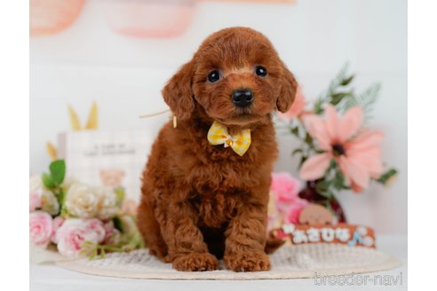 販売中の静岡県のミックス犬-395512の8枚目