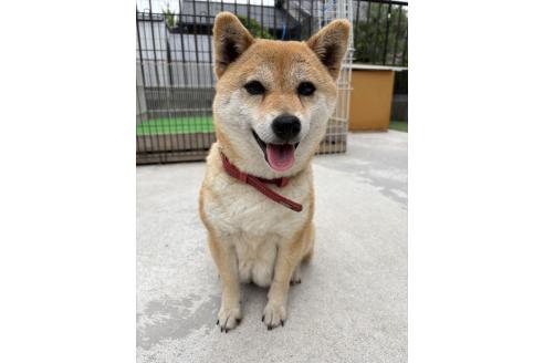 文目ちゃん1枚目