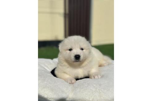 販売中の栃木県のサモエド-395190の6枚目