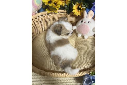 成約済の福岡県のチワワ(ロングコート)-395196の2枚目
