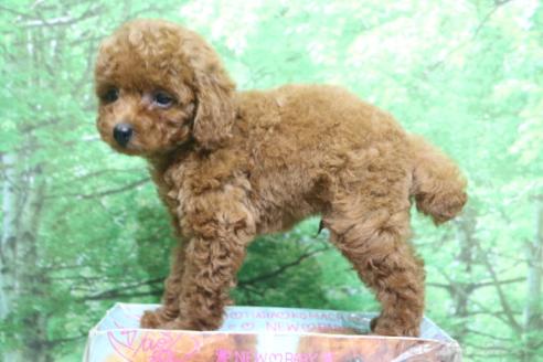 販売中の千葉県のトイプードル-395202の9枚目