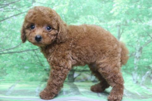 販売中の千葉県のトイプードル-395202の8枚目