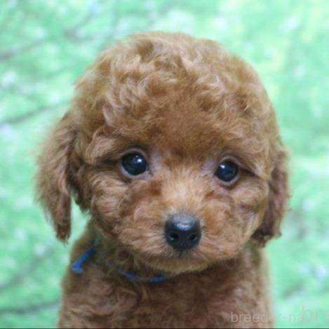 販売中の千葉県のトイプードル-395202の1枚目