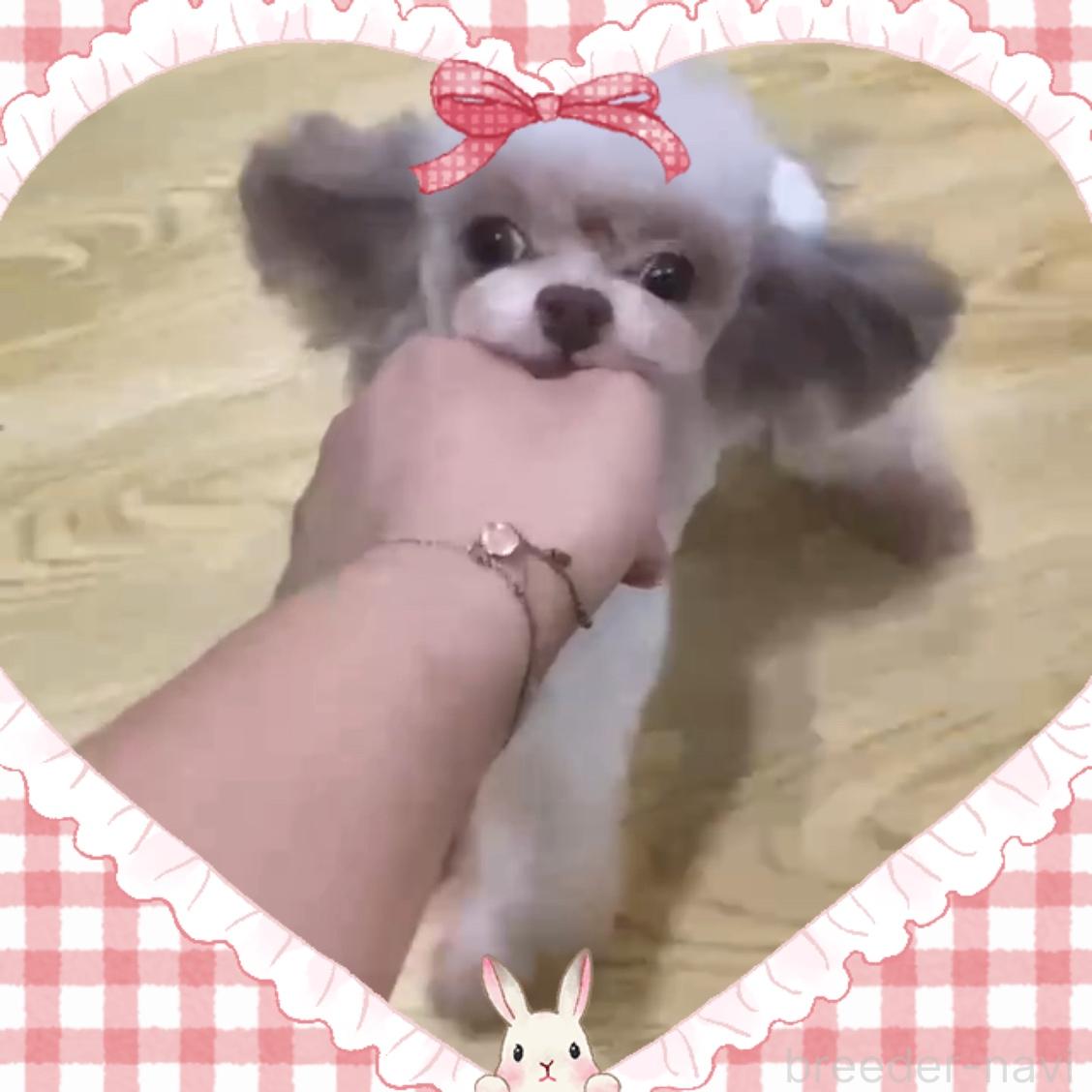 あんちゃん1枚目
