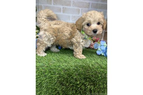成約済の愛知県のマルプー:マルチーズ×トイプードル-391474の3枚目