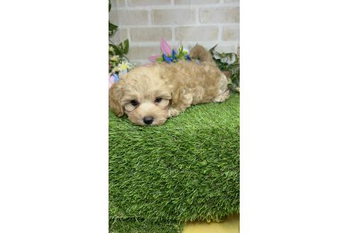 成約済の愛知県のマルプー:マルチーズ×トイプードル-391474の2枚目