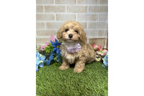 成約済の愛知県のマルプー:マルチーズ×トイプードル-391467の2枚目