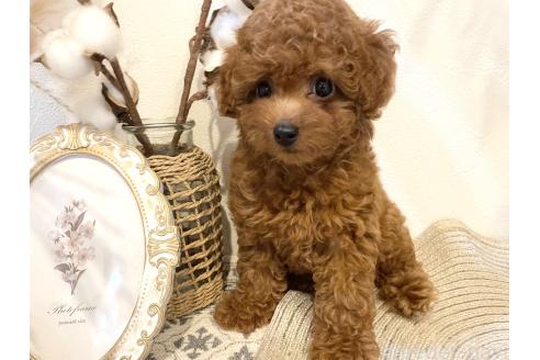 販売中の滋賀県のタイニープードル-395608の13枚目