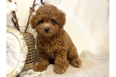 販売中の滋賀県のタイニープードル-395608の2枚目