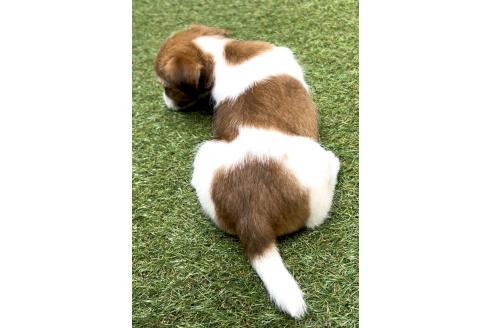 販売中の奈良県のジャックラッセルテリア-395175の4枚目