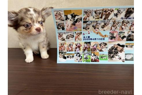 成約済の千葉県のチワワ(ロングコート)-390598の2枚目