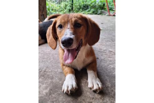 販売中の神奈川県のミックス犬-356749の3枚目
