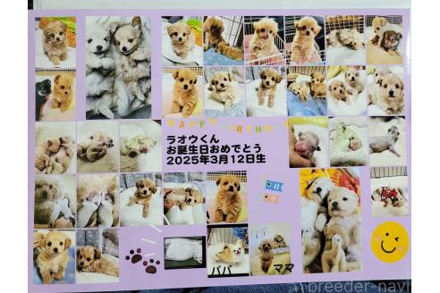 成約済の千葉県のチワプー:チワワ×トイプードル-385130の2枚目