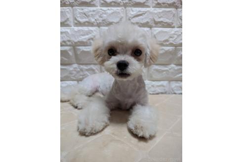 販売中の宮崎県のミックス犬-395627の4枚目