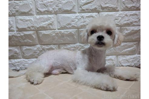 販売中の宮崎県のミックス犬-395627の1枚目