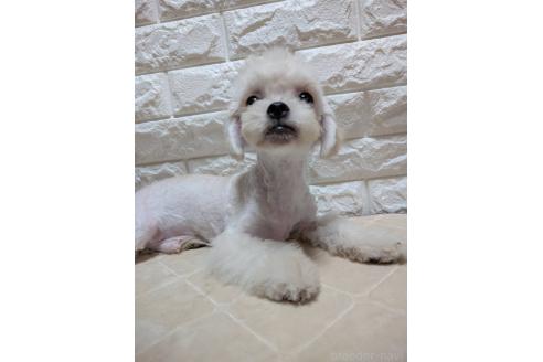 販売中の宮崎県のミックス犬-395627の3枚目