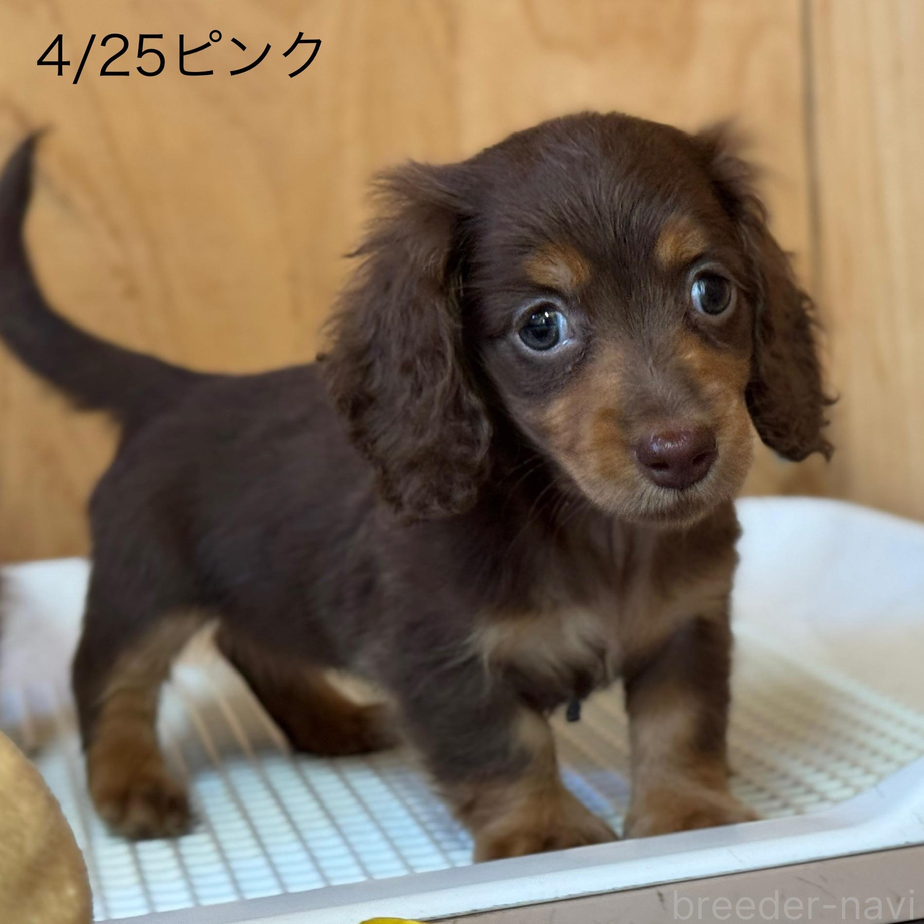 販売中の埼玉県のミニチュアダックスフンド(ロングヘアード)-393220