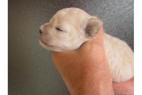 販売中の福岡県のミックス犬-395637の5枚目