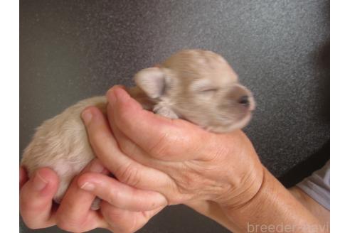 販売中の福岡県のミックス犬-395637の4枚目