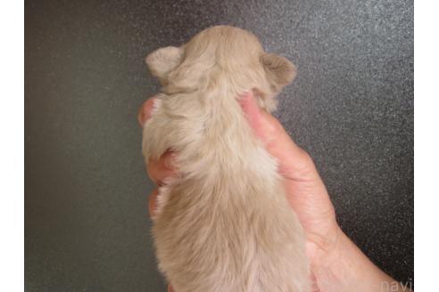 販売中の福岡県のミックス犬-395637の3枚目