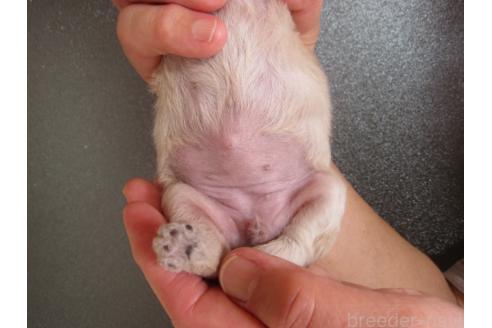 販売中の福岡県のミックス犬-395637の2枚目