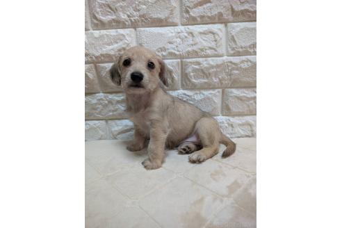 販売中の宮崎県のミックス犬-395640の1枚目