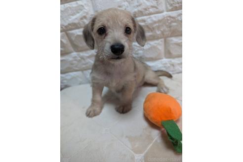 販売中の宮崎県のミックス犬-395640の3枚目